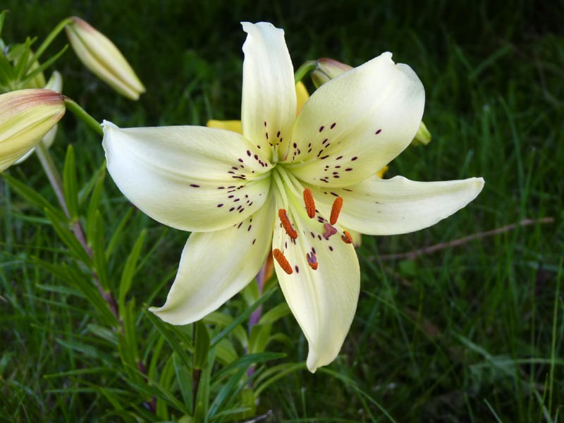 Lilium trigrinum 'White Twinkle' photo
